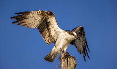 Osprey landing