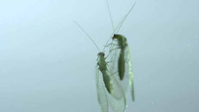 Green lacewing beetle standing in the mirror