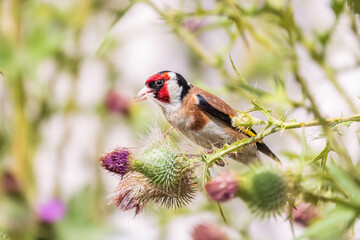 European goldfinch, feeding on the seeds of thistles. Carduelis carduelis.