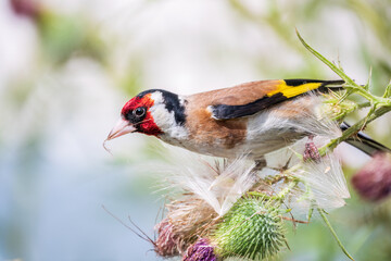 European goldfinch, feeding on the seeds of thistles. Carduelis carduelis.