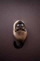 top view of a siamese cat sitting on brown background looking up curiously