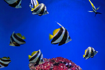 Group of Heniochus acuminatus, Pennant coralfish, reef bannerfish, coachman swimming in blue ocean water. Aquatic, underwater, sea life. Beautiful tropical exotic fish in aquarium, oceanarium pool