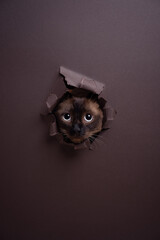 curious siamese cat poking head through torn paper hole gazing at camera with dilated pupils. brown...
