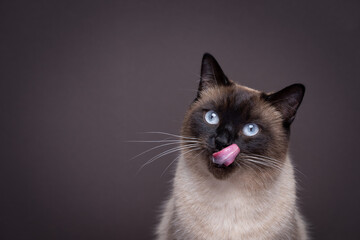 Fototapeta hungry siamese cat portrait. the cat is licking it's mouth and waiting for snacks. studio shot on brown background with copy space obraz