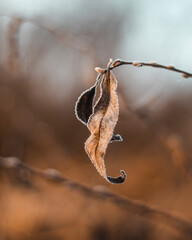 frost on a branch