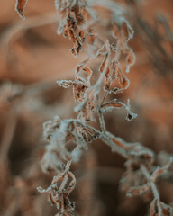 frost on a leaf