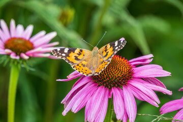 Beautiful butterfly painted lady or Vanessa cardui sitting on purple Echinacea flower in the summer. Close up. Macro.