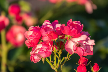 Close-up of a pink rose on green background