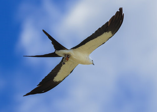 Swallow Tail Kite