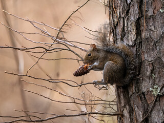 red squirrel perched on a tree eating a pinecone  © Michelle Holton