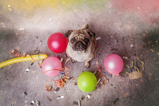 Partyanimal Images – Browse 26 Stock Photos, Vectors, and Video | Adobe  Stock