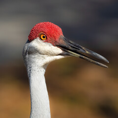 Sandhill Crane