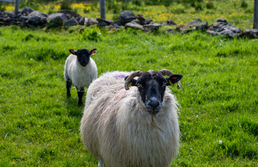 sheep with black skin and long white fur, with her calf behind, both looking at the camera, in a grassy meadow.