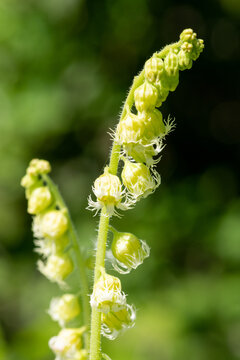 Close up of a bigflower tellima (tellima grandiflower) plant
