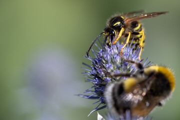 Macro shot of a wasp (vespula vulgaris) pollinating a southern globethistle flower