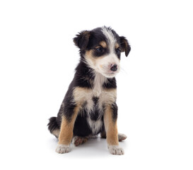 One spotted puppy stands sideways.