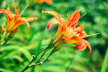 Beautiful bright orange hemerocallis fulva close-up in a home summer garden. Daylily is bright orange against a background of green vegetation.