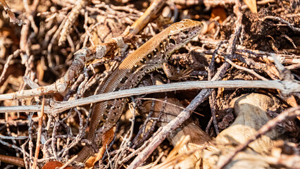 Lacerta agilis, sand lizard, on a sunny summer day