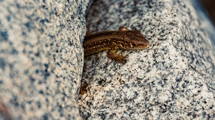 Lacerta agilis, sand lizard, on a sunny summer day