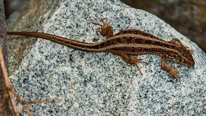 Lacerta agilis, sand lizard, on a sunny summer day