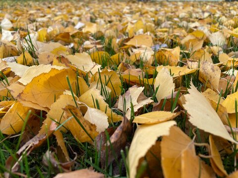 autumn background, with yellow leaves lie on green grass