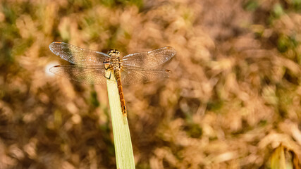 Macro of sympetrum striolatum, common darter, dragonfly on a sunny summer day