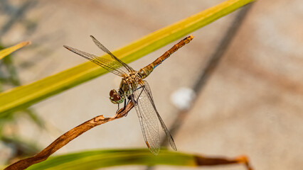 Macro of sympetrum striolatum, common darter, dragonfly on a sunny summer day