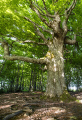 Green beech tree in a forest in the morning