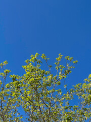 tree with green leaves, blue and calm sky