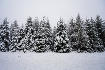 Pine Trees in snowy forest during snowfall in the Black Forest, Germany