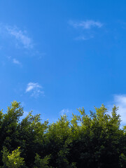 tree with green leaves, blue and calm sky