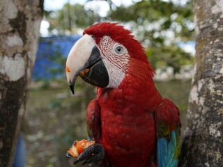 The red-and-green macaw (Ara chloropterus), also known as the green-winged macaw, a large, mostly-red macaw of the genus Ara. Balbina, Amazonas – Brazil.