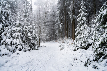 Footpath in snowy forest during snowfall in the Black Forest, Germany