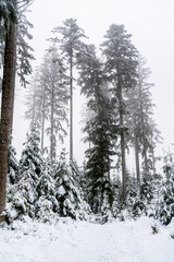 Trees in snowy forest during snowfall in the Black Forest, Germany