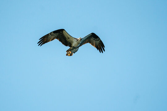 An osprey soaring through the air while carrying a flatfish