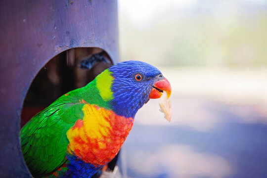 Australian Lorikeet having a Snack