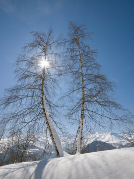 Twin trees in winter snow and sunlight on mountain slope