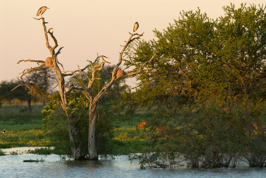 Black-crowned night herons (Nicticorax nicticorax)  perch in the top of a dead tree in the late afternoon above a lagoon at Esta
