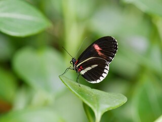 Closeup of Butterfly on a Leaf