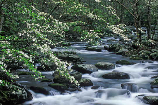 Flowering dogwoods (Cornus florida) overhang small cascades of the Middle Prong of the Little River in Great Smoky Mountains National Park, Tennessee.