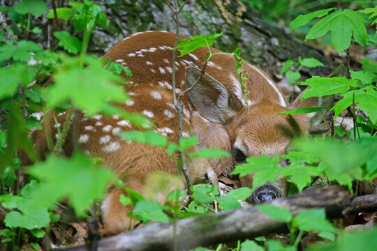A fawn curls up under a tree in Erin, Wi.