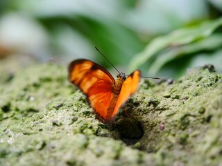 Fototapeta na wymiar Closeup of Beautiful Orange Butterfly