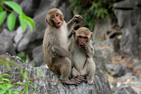 Monkey Island

Monkeys-

Macaques