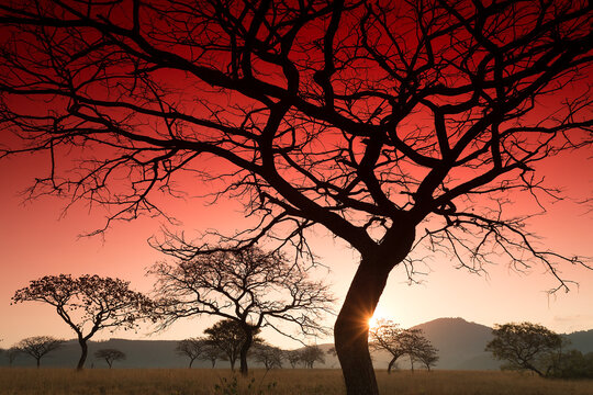 Silhouettes of Mlilwane Wildlife Sanctuary savannah trees at red moody sunset, Swaziland