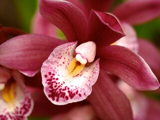 Beautiful Closeup of Red Orchid