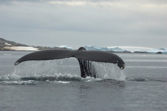 Humpback whale tails pierce the frigid waters of the Lemaire Chanel in the west coast of Antarctica's peninsula known as Graham
