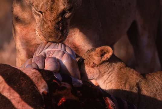 Lions eating a dead zebra, Kenya.