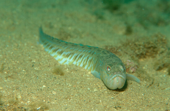 Greater weever, Weaver fish, Trachinus draco, Croatia, Istria, Mediterranean Sea