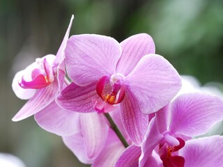 Closeup of Pink Orchids