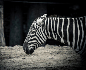 Fototapeta na wymiar Black and White Stripes. Zebra profile and close up.